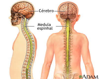 Sistema nervoso central