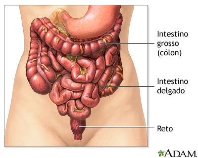 Gases intestinais