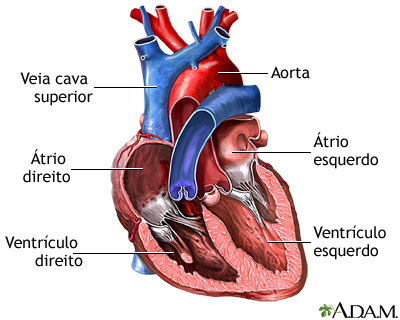 Câmaras cardíacas