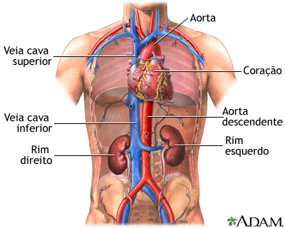 Função renal