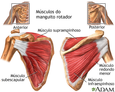 Músculos do manguito rotador