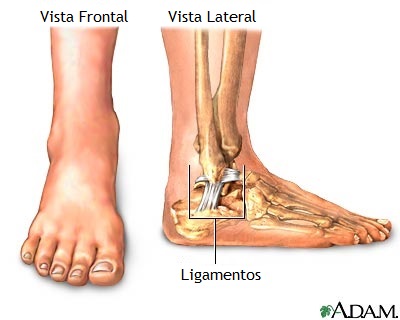 Anatomia normal