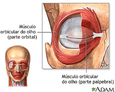 Músculos oculares