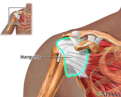 Anatomia do manguito rotador normal