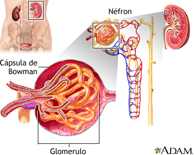 Glomérulo e néfron