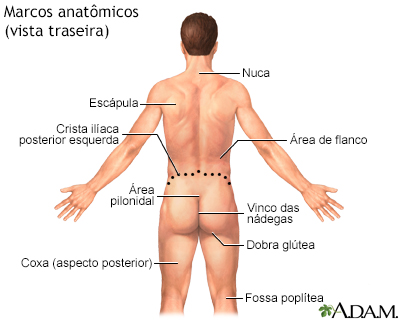 Marcos anatômicos de adultos - posterior