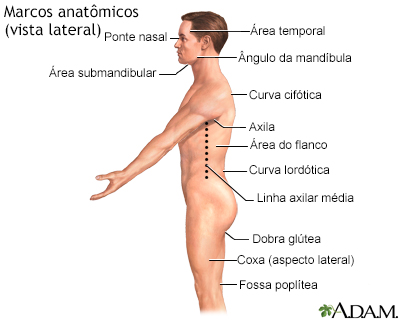 Marcos anatômicos de adultos – lateral