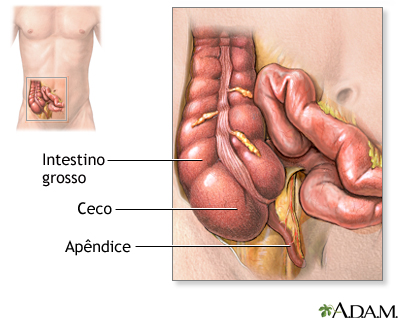 Anatomia normal