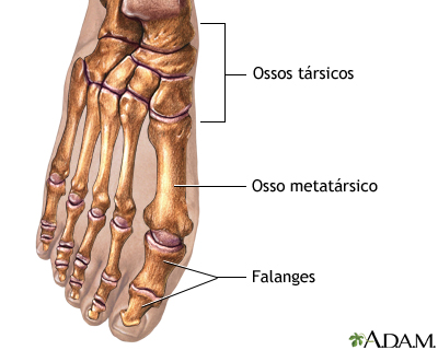 Anatomia normal