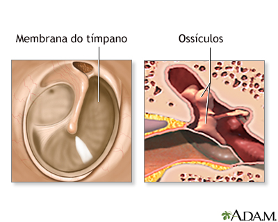 Anatomia normal