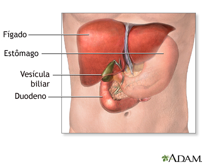 Anatomia normal