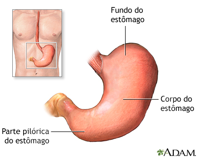 Anatomia normal