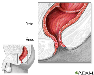 Anatomia normal