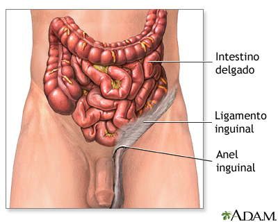 Anatomia normal