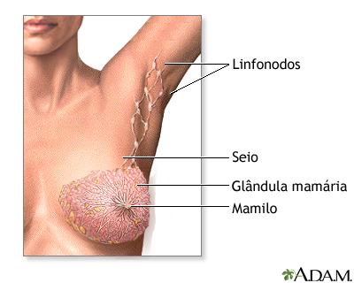 Anatomia normal