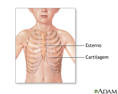 Anatomia normal