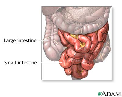 Anatomia normal