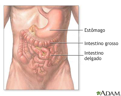 Anatomia abdominal normal