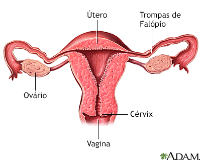 Anatomia de um útero normal (seção de corte)