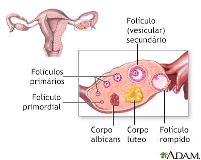 Desenvolvimento folicular