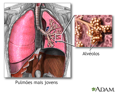 Pulmões e alvéolos normais