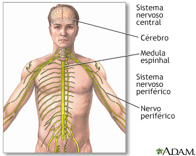 Sistema nervoso central e sistema nervoso periférico