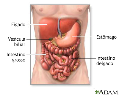 Órgãos do sistema digestivo