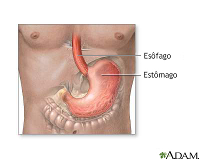 Estômago e revestimento estomacal