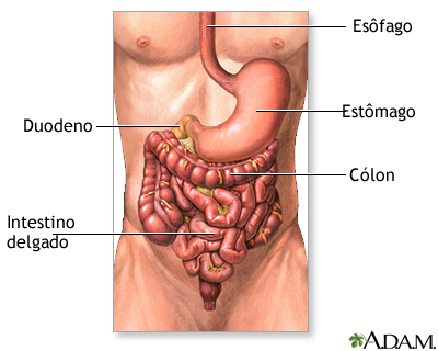 Anatomia da área inferior do sistema digestivo