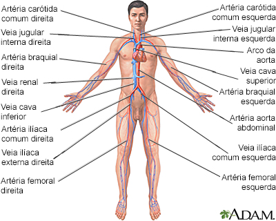 Sistema circulatório