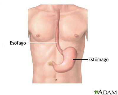 Anatomia do esôfago e do estômago