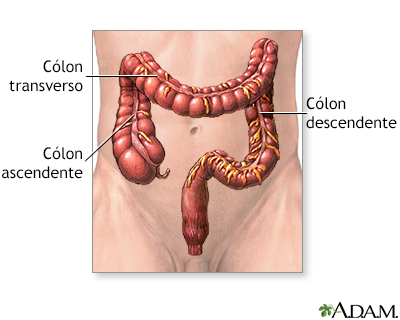 Intestino grosso