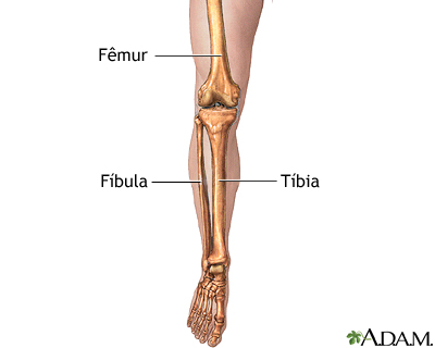 Anatomia do esqueleto da perna