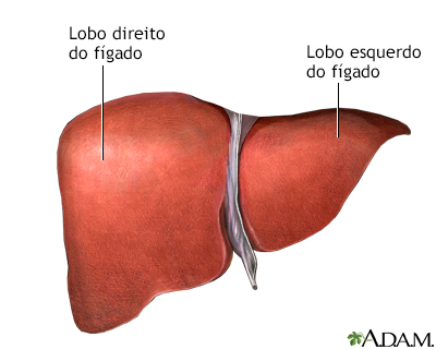 Anatomia do fígado