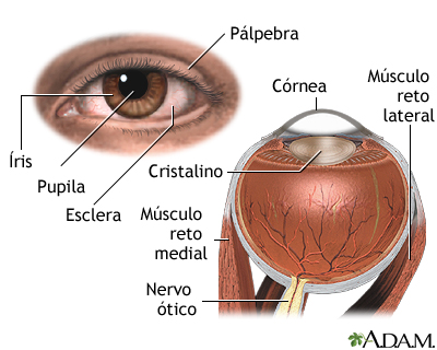 Anatomia interna e externa do olho