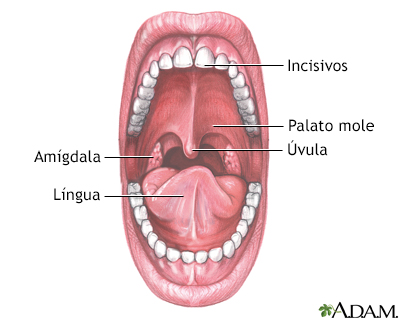 Anatomia da boca