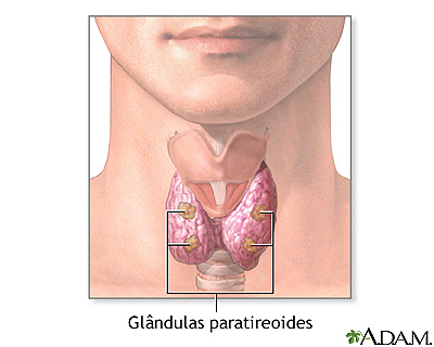 Glândulas paratireoides