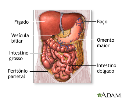 Órgãos abdominais