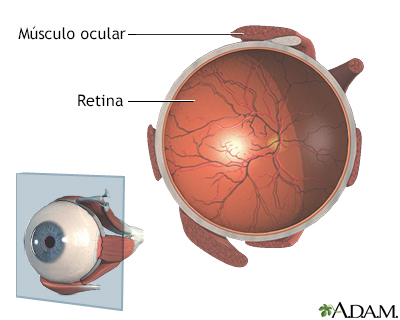 Retina