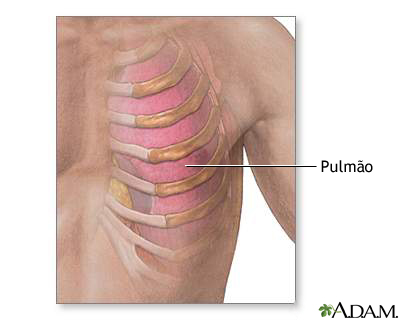 Anatomia das costelas e dos pulmões