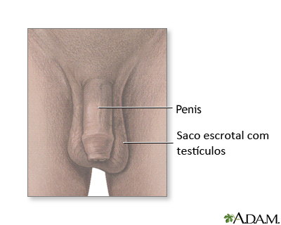 Anatomia Testicular