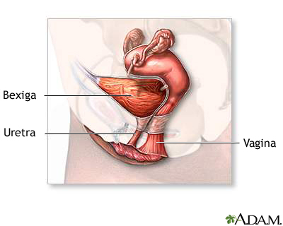 Anatomia reprodutiva feminina (sagital mediana)