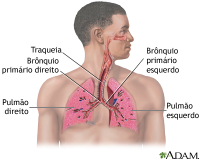 Sistema respiratório