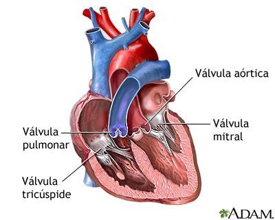 Válvulas cardíacas