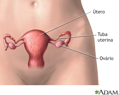 Anatomia reprodutiva feminina