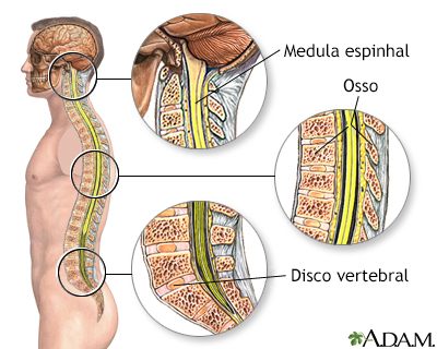 Anatomia da espinha