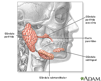 Glândulas da cabeça e do pescoço