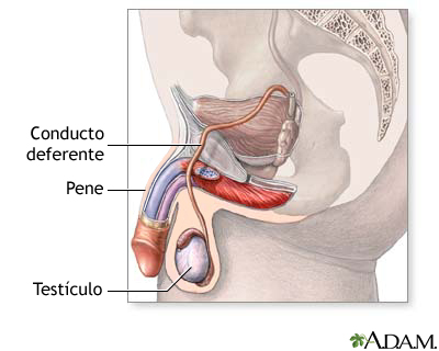 Sistema reprodutor masculino