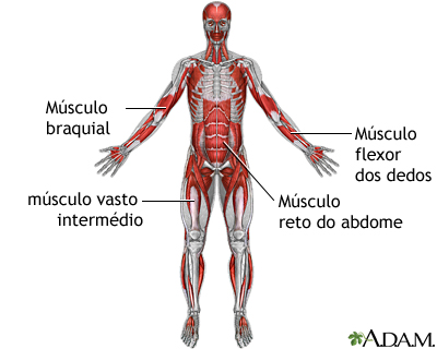 Músculos profundos anteriores