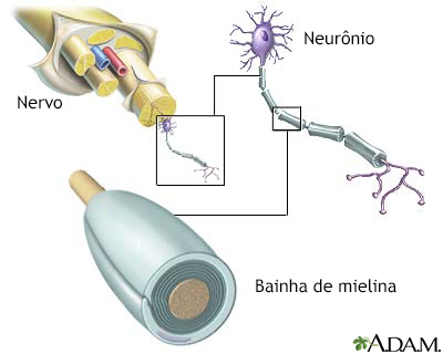 Estrutura do nervo e da mielina